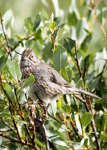 Lincolns Sparrow